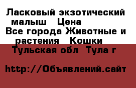 Ласковый экзотический малыш › Цена ­ 25 000 - Все города Животные и растения » Кошки   . Тульская обл.,Тула г.